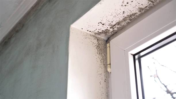 Certified Mold Removal in Horse Pasture, VA