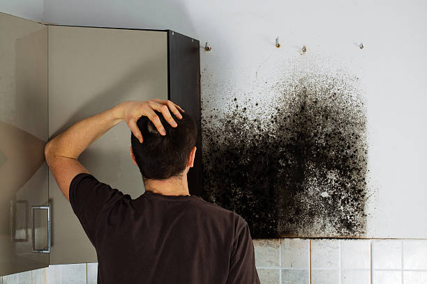 Best Affordable Mold Removal  in Horse Pasture, VA